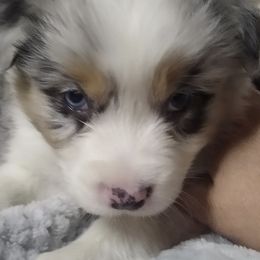 Australian Shepherds from Sharon's Australian Shepherds