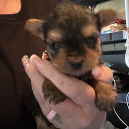 Lacey Belle - Black and tan female Yorkshire Terrier puppy in Cameron, Oklahoma from Jane’s Yorkies