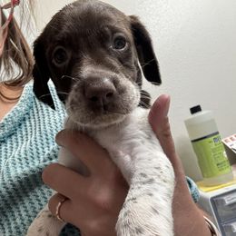 Lucky - Liver and white male German Shorthaired Pointer puppy in Logan, Utah from On Point Gun Dog's of Utah
