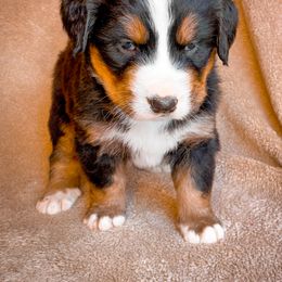 Bernedoodle, Bernese Mountain Dog, and Siberian Husky Puppies from Timberline Paws