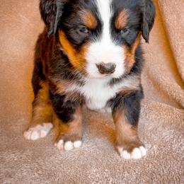 Bernedoodle, Bernese Mountain Dog, and Siberian Husky Puppies from Timberline Paws
