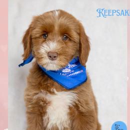 Keepsake - Caramel red male Australian Labradoodle puppy in Redding, California from Shasta Royal Monroe Puppies