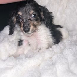 Snoopy - Piebald male Dachshund puppy in Unadilla, Georgia from Hamsley's Puppy Palace
