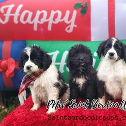 Saint Berdoodle Puppies from PNW Saint Berdoodles