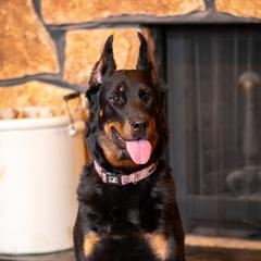 Salome - Beauceron