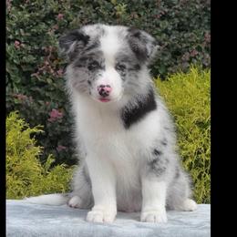 Cloudy - Blue merle male Border Collie puppy in Dunn, North Carolina from Coylety Border Collies
