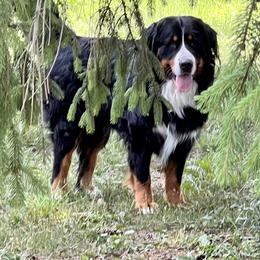 Bernese Mountain Dog Puppies from Lonesome Pine Farm