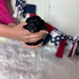 Jules - Black female Miniature Schnauzer puppy in Liberty, Texas from Texas Small Town Schnauzers
