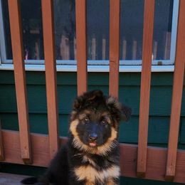 German Shepherd Puppies from Bunkerhill Shepherds
