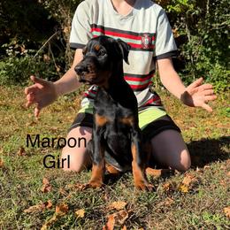 Maroon - Black and rust female Doberman Pinscher puppy in Knox, Indiana from Double River Dobermans