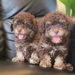 Reeces - Phantom male Poodle puppy in Maplewood, New Jersey from Poos&Bulls Keepsake