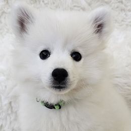 Green - White male American Eskimo Dog puppy in Murrieta, California from SoCal American Eskimos