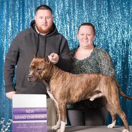 American Pit Bull Terriers from IGY6 Kennels