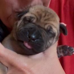 Tron - Fawn male Boerboel puppy in Bon Aqua, Tennessee from Erickson Ranch Boerboels