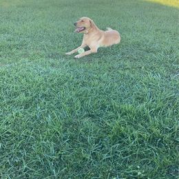 Ripp - Labrador Retriever