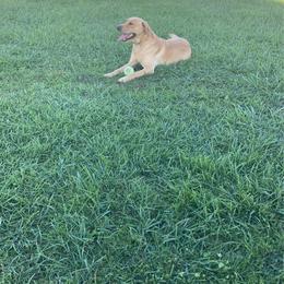 Ripp - Labrador Retriever