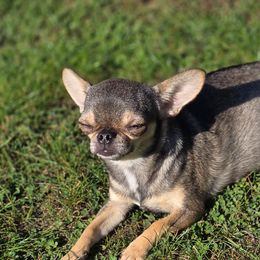 Luna - Chihuahua