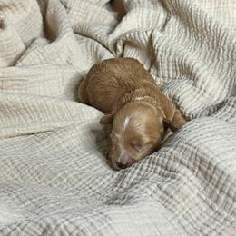 Boy 2 - male Cavapoochon puppy in Mt. Pleasant, Iowa from Platinum Premier Puppies