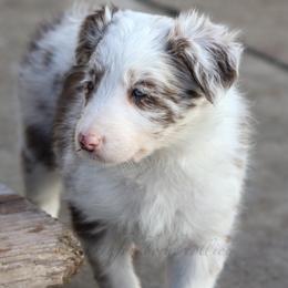 Girl 3 - Red merle female Border Collie puppy in Kalispell, Montana from North Fork Border Collies