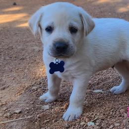 Labrador Retriever Puppies from Labrador Trails