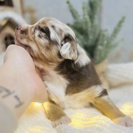 Australian Shepherds from Diamond B Doodles