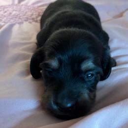Rambo - Black and cream male Dachshund puppy in New Smyrna Beach, Florida from J & L Mini D’s