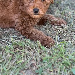 Goldendoodle and Poodle Puppies from County Line Kennel
