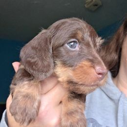 Chocolate and tan wire girl purple collar - Chocolate and tan female Dachshund puppy in Declo, Idaho from Dozendachs