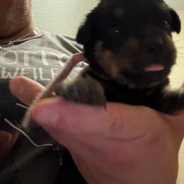 Pink girl - Black and mahogany female Rottweiler puppy in Colorado Springs, Colorado from Von Locher Rotties