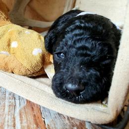 Poodle Puppies from Spangled Standard Poodles