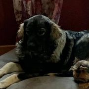 Anatolian Shepherd Dogs and Sarplaninacs from KF Bogy’s Farm, LLC