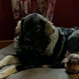 Anatolian Shepherd Dogs and Sarplaninacs from KF Bogy’s Farm, LLC