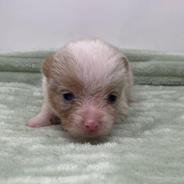 Vela (bluie merle) - Blue merle and white female American Corgi puppy in Waco, Texas from The Comma Corgis