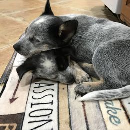 Australian Cattle Dog Puppies from Tin Roof Australian Cattle Dogs