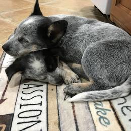 Australian Cattle Dog Puppies from Tin Roof Australian Cattle Dogs