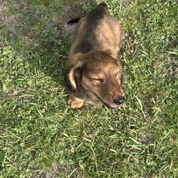 Dachshund Puppies from Dashing Doxie’s