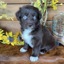 Boy 5 - male Australian Shepherd puppy in Mc Alpin, Florida from RussKris Farms Aussies