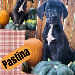 PASTINA - Black female Great Dane puppy in Bolivar, New York from Prophecy Danes
