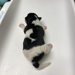 Jasper - White black and tan male Wire Fox Terrier puppy in Antioch, Illinois from Cavcor Foxies