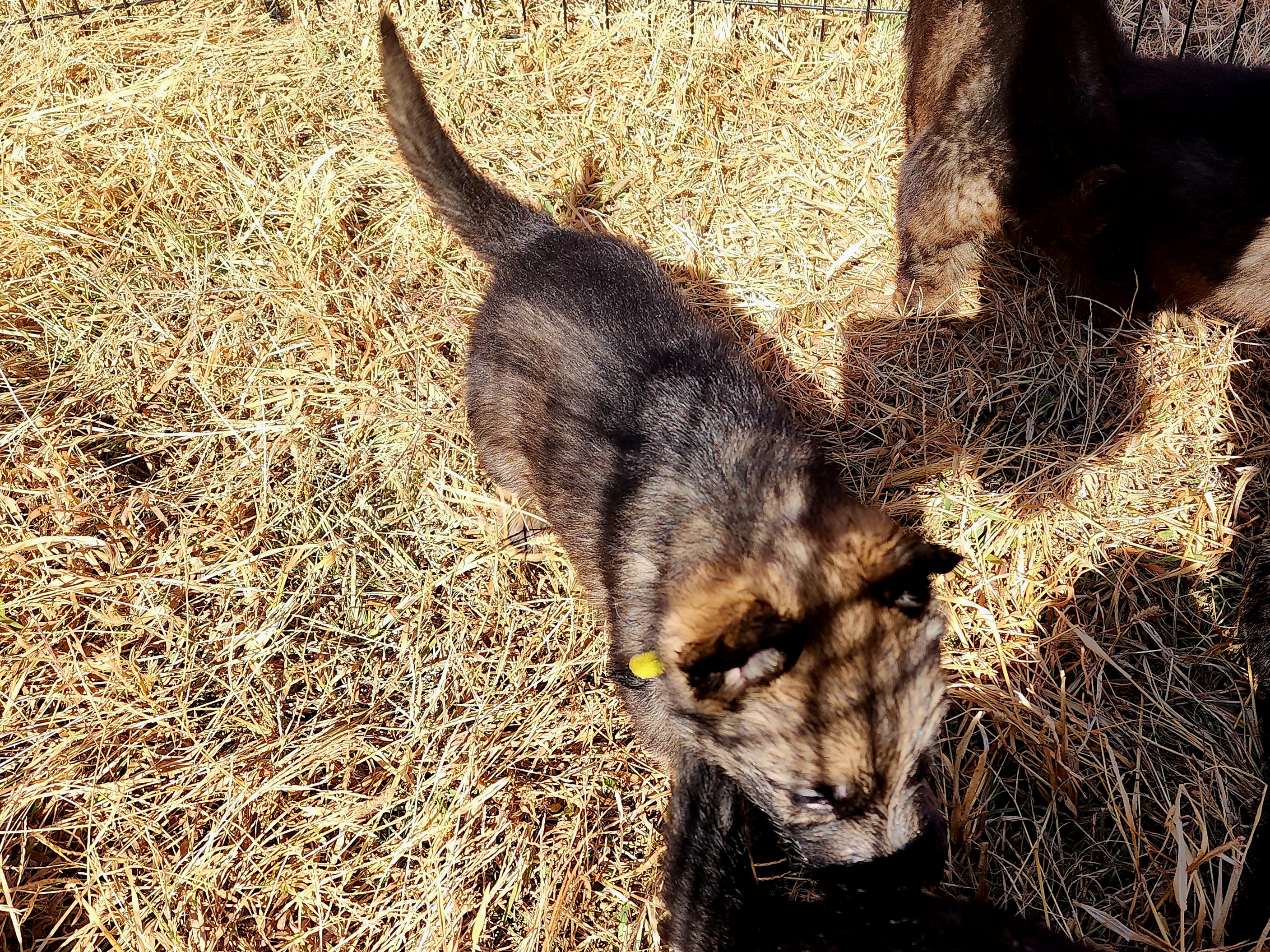 German Shepherd and Pembroke Welsh Corgi Puppies from Tiny Titans K9