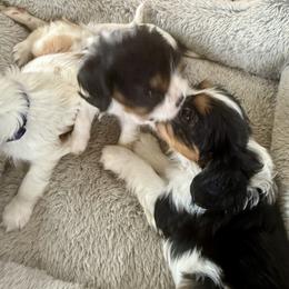 Cavalier King Charles Spaniel Puppies from George Larkin