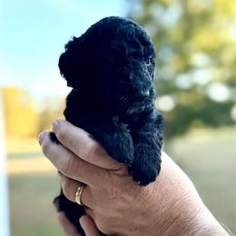 Green Girl (Ginny) - Black and white female Bernedoodle puppy in Moulton, Alabama from Triple W Doodles
