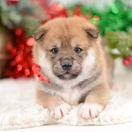 Bruce -FULL AKC REGISTRATION- - Red male Shiba Inu puppy in Neosho, Missouri from Kenny Cave K9s