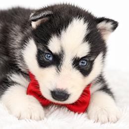 Yukon - Black and white male Siberian Husky puppy in Elmwood Park, Illinois from Goldens&MiniAussiesWithFinesse