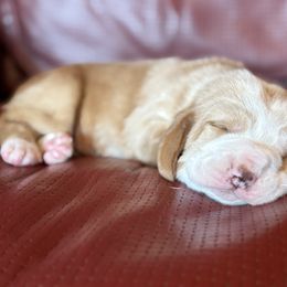 Donner ( Pending ) - Mahogany and white male Basset Hound puppy in Hillsboro, West Virginia from Bear Foot Bassets Of West Virginia