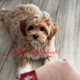 Cavapoo, Maltipoo, and Poodle Puppies from McCraws N Paws