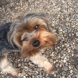 SHADOW - Yorkshire Terrier