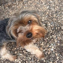 SHADOW - Yorkshire Terrier