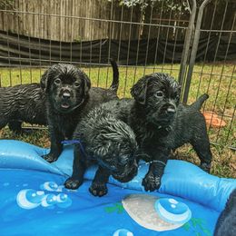 Labrador Retriever Puppies from High Altitude Labradors