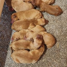Labrador Retriever Puppies from Deniece Hawkins
